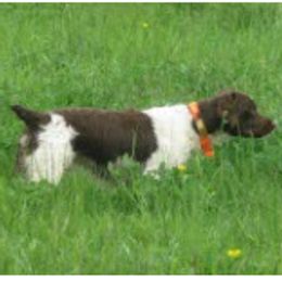 Apollo - Brittany