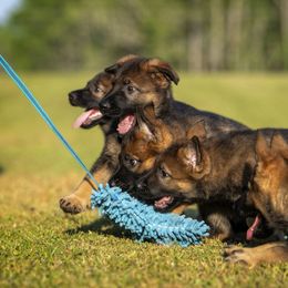 German Shepherd Puppies from Sommerfeld German Shepherds