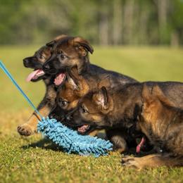 German Shepherd Puppies from Sommerfeld German Shepherds