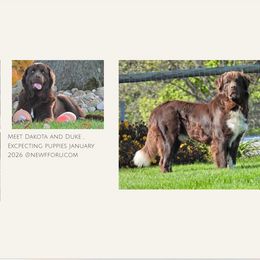 Newfoundland puppies from Newfforu