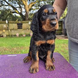 Boy 5 - Black and tan male Gordon Setter puppy in Milton, Florida from Katherine's Golden Retrievers, Gordon Setters, and English Setters