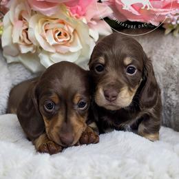 Dachshund Puppies from Doxi Delights AKC Miniature Dachshunds
