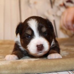 Miniature Australian Shepherd and Toy Australian Shepherd Puppies from Litton's Aussies