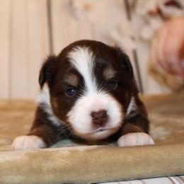 Miniature Australian Shepherd and Toy Australian Shepherd Puppies from Litton's Aussies