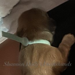 Ash - Cream male Dachshund puppy in Monitor, Washington from Shannon Dolly’s Dachshunds