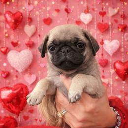 Tito - Fawn male Pug puppy in Yellville, Arkansas from Ozark Mountain Doodles & Pugs