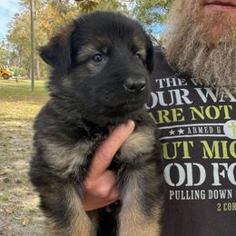 Silver collar boy - Sable male German Shepherd puppy in Lake City, Florida from Saylor Shepherds