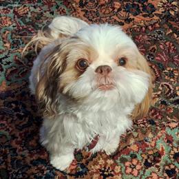 Tia - Shih Tzu