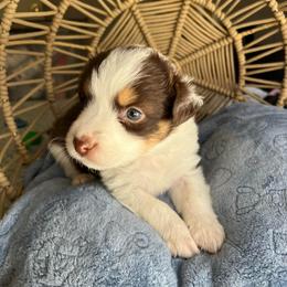 Esmerelda - Red tri-color female Australian Shepherd puppy in Grants Pass, Oregon from Carmel Mountain Aussies