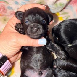 Shadow - Black male Yorkipoo puppy in Cameron, South Carolina from Sassy Sailor & Company