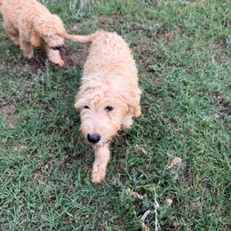 Piglet - Cream female Goldendoodle puppy in Louisburg, North Carolina from Lakes Golden Doodles