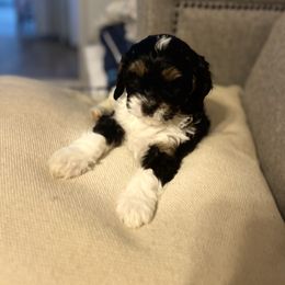 Cavalier King Charles Spaniel, Cavapoo, Maltipoo, and Poodle Puppies from Lainy's Puppies