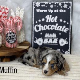 Aussiedoodle Puppies from Silva Ranch Doodles
