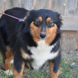 Eris - Toy Australian Shepherd