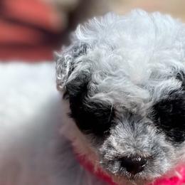 Dachshunds and Poodles from The Royal Kennel