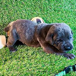 Green Collar - Gray brindle male Cane Corso puppy in Catawba, North Carolina from Catawba Cane Corso