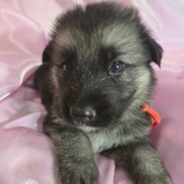 Orange Girl - Black and silver female Shiloh Shepherd puppy in Dover, Florida from Heritage Shilohs