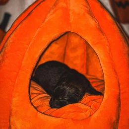 Creature (Red) - Sable male German Shepherd puppy in Chattanooga, Tennessee from Lucianhaus