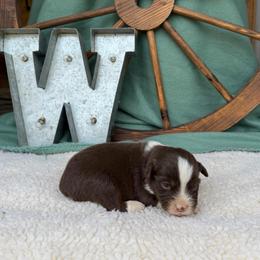 Bean - Red tri male Miniature Australian Shepherd puppy in Checotah, Oklahoma from Wild Outlaw Aussies
