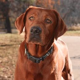 Roary - Labrador Retriever