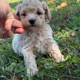 Adeli - Champagne female Maltipoo puppy in Charles City, Virginia from Historic triangle doodles Charles City, Virginia
