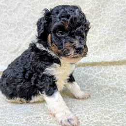 Lennon - Parti male Poodle puppy in Tawas City, Michigan from Great Lakes Poodles