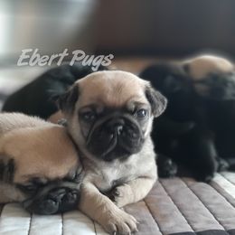 Golden Retriever and Pug Puppies from Ebert Pugs