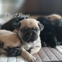 Golden Retriever and Pug Puppies from Ebert Pugs