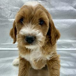 Daisy - Red  female Goldendoodle puppy in Travelers Rest, South Carolina from Bailey Mountain Doodles