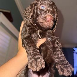 Boy 1 - Brown male Poodle puppy in Rialto, California from Boston & Sky