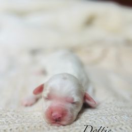 Dottie - Brown and white female Cockapoo puppy in Alexandria, Alabama from Bright and Beautiful Cockapoos and Doodles