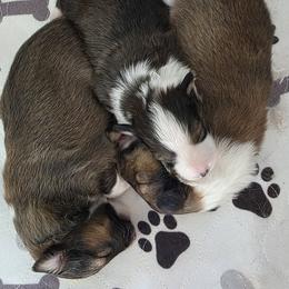 Shetland Sheepdog puppies from Amy's Critters