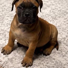 Yellow - Red male Bullmastiff puppy in South Attleboro, Massachusetts from Bessettes Bullies