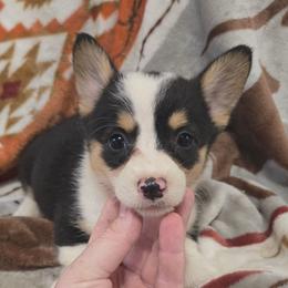Sookie - Black and tan female Pembroke Welsh Corgi puppy in Chariton, Iowa from Kickin It Acres BCs