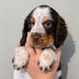 Cinderella - Liver white and tan female English Springer Spaniel puppy in Fort White, Florida from Thunderbird Springers