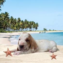 Yogi (laced ear) - Red and white male Basset Hound puppy in Denison, Texas from Emma Lou's Baby Bassets