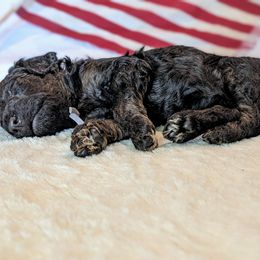 Poodle Puppies from Future Pioneers Farming