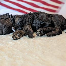 Poodle Puppies from Future Pioneers Farming