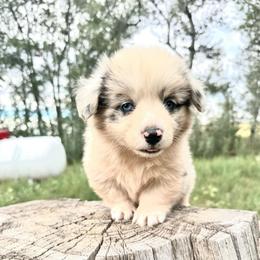 Frappe - Blue merle and white female American Corgi puppy in Bayard, Nebraska from Puppies by Alies