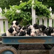 Bordoodle Puppies from Borders of Eby Eden