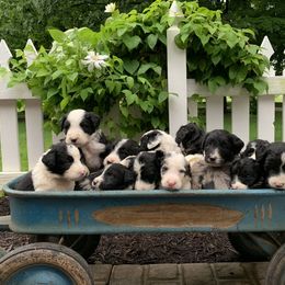 Bordoodle Puppies from Borders of Eby Eden