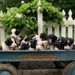 Bordoodle Puppies from Borders of Eby Eden