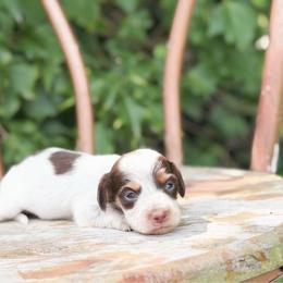 Willow - Chocolate and tan female Dachshund puppy in Salters, South Carolina from Long-Pine Dachshund