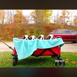Boy 1 - Mahogany and white male Saint Bernard puppy in Clearfield County, Pennsylvania from Keystone Saints