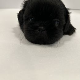 Shih Tzu Puppies from Moore Shih Tzus