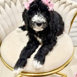 Luna - Black female Goldendoodle puppy in Miami, Florida from Jade’s Paws & Co. Of Miami LLC