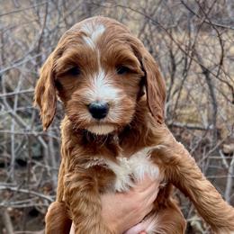 Pink Female - Apricot female Goldendoodle puppy in Great Falls, Montana from Montana Goldendoodles