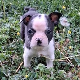 D'Artangnan - Black and white male Boston Terrier puppy in Smallett, Missouri from B's Bostons