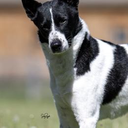 Canaan Dogs from Revelation Knaani Canaan Dogs