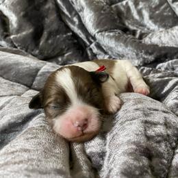 Muffin - Merle male Shihpoo puppy in Millsap, Texas from Gaston’s Posh Poodles and Doodles